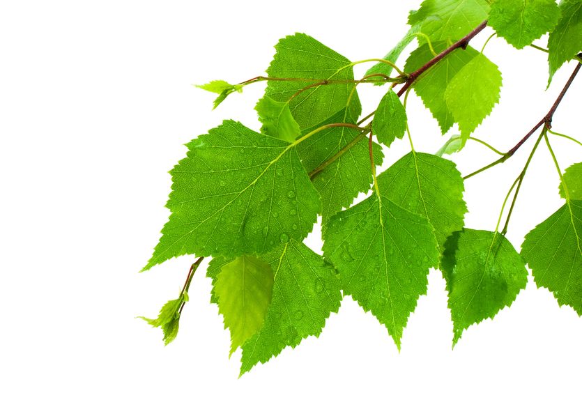 Chlorophyll | Activated You