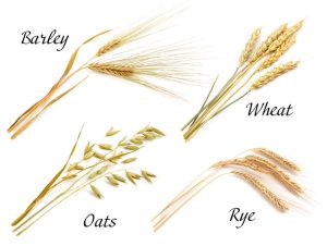 whole grains | Activated You