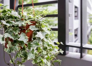 plants that remove toxins | ActivatedYou