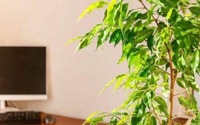 Plants That Help Remove Toxins To Improve Air Quality