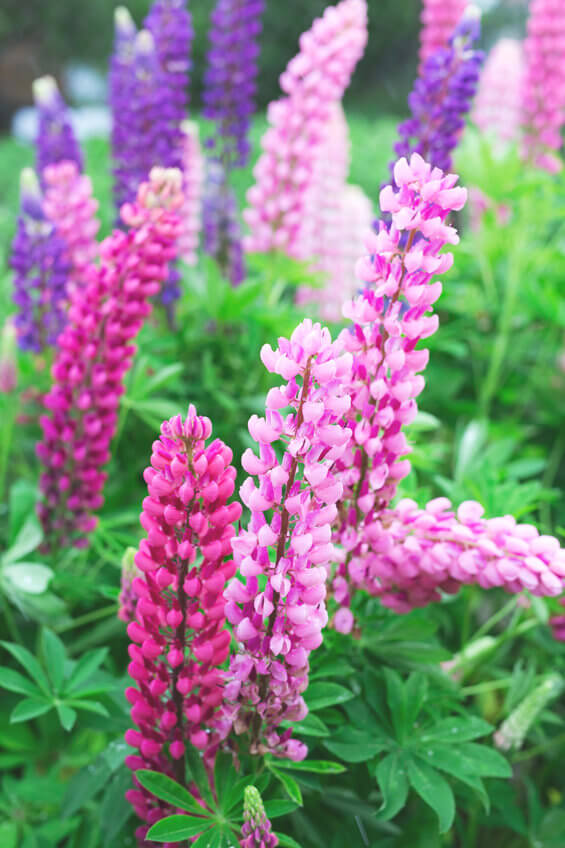 Here Are Some Of The Best Outdoor Plants For Your Patio Or Garden